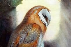 21st November 2024. Thorburn Birds