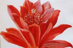 22nd April 2022. Hulme Garden Flowers