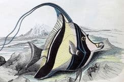 22nd April 2023. Hoffmann Buch der Welt Fish & Reptiles