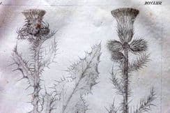 22nd April 2023. Reichenbach Botanical Prints