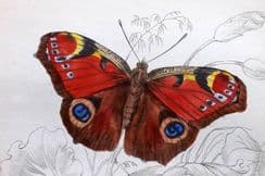 22nd August 2023. Jardine Butterfly Prints