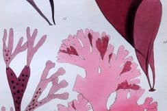 22nd August 2024. Landsborough Seaweed Prints