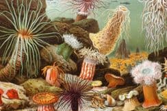 22nd August 2024. Lydekker Natural History & Birds