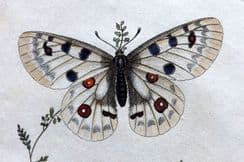 22nd February 2026. Donovan British Insects