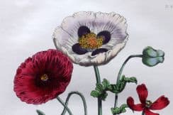 22nd March 2025. Mrs Jane Loudon Botanicals