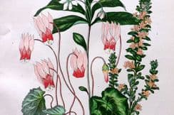22nd March 2026. Anne Pratt Botanical Prints