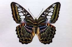 22nd May 2026. Prochazka Butterfly Prints