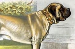 22nd November 2024. Dalziel Dogs