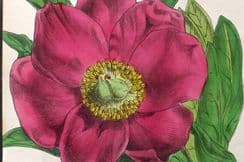 22nd October 2024. Hogg & Johnson Botanical Prints