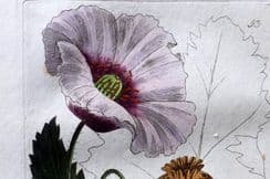 22nd September 2025. Baxter Botanical Prints