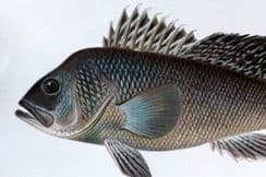 22nd September 2025. Denton Fish Prints