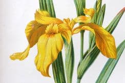 23rd April 2022. Hulme Wild Flowers