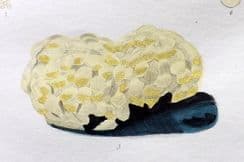 23rd April 2024. Dalyell Sea Life Prints