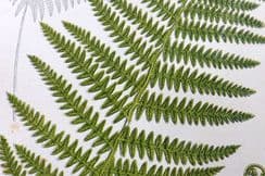 23rd August 2023. Anne Pratt Ferns