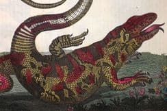 23rd August 2023. Buffon & Smellie Natural History/Birds