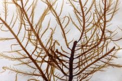 23rd February 2026. High Quality Pressed Victorian Seaweeds