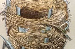 23rd February 2026. Morris Nest Prints