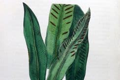 23rd February 2026. Sowerby Botanical Prints