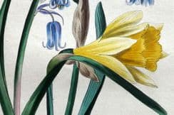 23rd January 2024. Louisa Twamley Wild Flowers