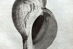 23rd January 2024. Pennant Shell Prints