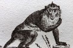 23rd May 2022. Buffon Monkey Prints