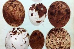 23rd May 2022. Gordon Bird Egg Prints