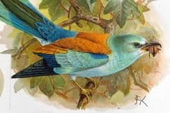 23rd May 2022. Sharpe & Keulemans Bird Prints