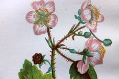 23rd May 2023. Anne Pratt Wild Flowers