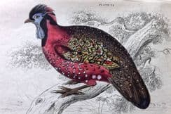 23rd May 2023. Jardine Bird Prints