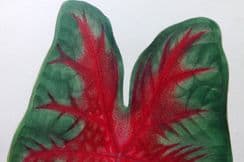 23rd May 2023. Lowe Beautiful Leaved Plants