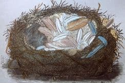 23rd May 2023. Morris Nest Prints