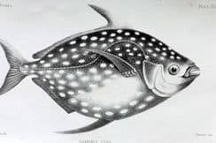 23rd November 2023. Francis Day Fish Prints