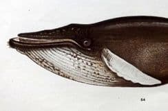 23rd November 2023. Gordon Mammal Prints