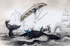 23rd November 2025. Jardine Whale Prints