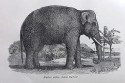 24th April 2022. National Encyclopedia Natural History, Birds, Botanical