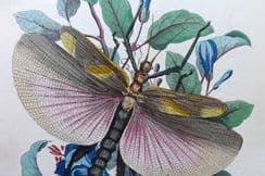 24th April 2023. Hoffmann Buch der Welt Insect Prints