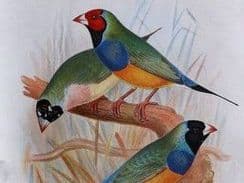 24th January 2023. Butler & Frohawk Foreign Finches
