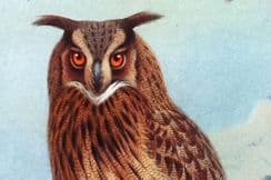 24th January 2023. Thorburn British Birds