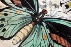 24th January 2026. Jardine Exotic Butterfly Prints