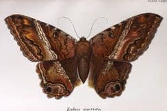 24th July 2023. Lloyds Natural History & Bird Prints