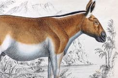 24th June 2023. Goldsmith Mammal Prints