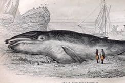 24th June 2023. Jardine Whale & Dolphin Prints