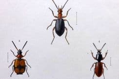 24th May 2022. Rye British Beetles