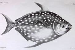 24th May 2023. Francis Day Fish Prints