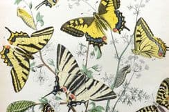 24th September 2022. Kirby Butterflies and Moths