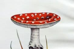 24th September 2022. MAFF Mushroom Prints