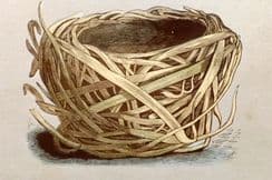 24th September 2022. Morris Nest Prints