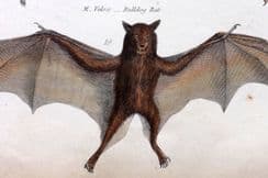 24th September 2025. Richardson Natural History Prints