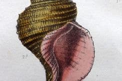 24th September 2025. Sowerby Shell Prints