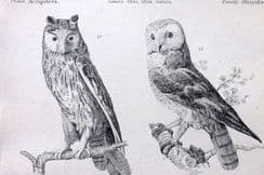 25th August 2024. Richardson Natural History & Birds